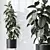 Ficus Elastica Melany HQ HousePlants 3D model small image 4