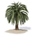 Exotic Macrozamia Palm Tree Model 3D model small image 3