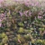 Corona Scatter Meadow Scene Kit 3D model small image 1