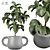 Ficus Indoor Plant 3D Model 3D model small image 1