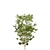 Dwarf Umbrella Tree 3D Model 3D model small image 6