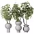 Twisted Schefflera Houseplant Collection 3D model small image 1