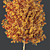 Hybrid Freeman Maple Tree 3D Model 3D model small image 4