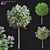 Meyer's Lilac Trees Set 3D model small image 1