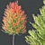 Hybrid Maple Plant 3D Models 3D model small image 3