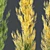 Hybrid Freeman Maple 3D Model 3D model small image 3