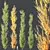 Hybrid Freeman Maple 3D Models 3D model small image 2