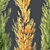 Hybrid Freeman Maple 3D Models 3D model small image 3