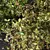 Autumn Plants Collection: 3D Models 3D model small image 2