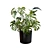 Tropical Trio 3D Potted Plants 3D model small image 9
