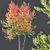 Hybrid Freeman Maple Tree Set 3D model small image 3