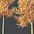 Hybrid Freeman Maple Tree Set 3D model small image 5