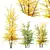 Hybrid Freeman Maple 3D Models 3D model small image 3