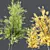 Hybrid Freeman Maple 3D Models 3D model small image 1