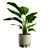 Tropical Strelitzia Houseplant Decor 3D model small image 4