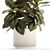 Modern Ficus Tree Collection 1466 3D model small image 3