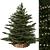 Festive Fir 3D Model 3D model small image 1