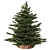 Festive Fir 3D Model 3D model small image 2