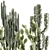 Desert Cactus Collection 1468 3D model small image 4