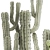 Desert Cactus Collection 1468 3D model small image 5