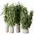 Braided Ficus Alii Houseplant Set 3D model small image 1