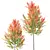 Maple Sapindaceae 3D Models Collection 3D model small image 4