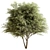 Fruity Fig Tree Mix 3D model small image 1
