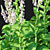 Verbascum White Flower Collection 3D model small image 4