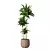 Elegant Indoor Aspidistra Plant 3D model small image 3