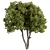 Evergreen Junipers Tree Set 293 3D model small image 1