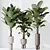 Exotic Licuala Grandis Palm Set 3D model small image 4