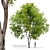 Manchurian Ash Tree 3D Model 3D model small image 1