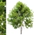 Manchurian Ash Tree 3D Model 3D model small image 4