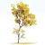  Maple Sapindaceae & Acer Saccharinum Models 3D model small image 4