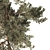 Forest Pine Tree 15m Model 3D model small image 2