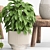 Natural Indoor Plants on Table 3D model small image 3