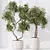 Majestic Olive Faux Tree Mediterranean 3D model small image 5