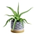 Lush Aloe Vera Mini Pot 3D model small image 1