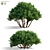 Mountain Pine 3D Model Bundle 3D model small image 1