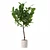 Modern Ficus Lyrata in Pot 3D model small image 2