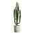 Exotic Indoor Plants Collection 63 3D model small image 5