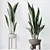 Durable Aspidistra Elatior Indoor Plant 3D model small image 2