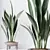 Durable Aspidistra Elatior Indoor Plant 3D model small image 3