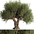 Alluring Olive Tree Set 3D 3D model small image 1