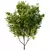 Manchurian Ash Tree 3D Models 3D model small image 2