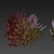 Premium Lupinus Albifrons Bush Model 3D model small image 7