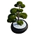 Yew Berry Niwaki in Planter 3D model small image 3