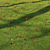 High-Quality Grass Bundle for Rendering 3D model small image 2