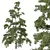 Chamaecyparis 3D Tree Models 3D model small image 3