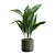 Glossy Cast Iron Plant Pack 3D model small image 5